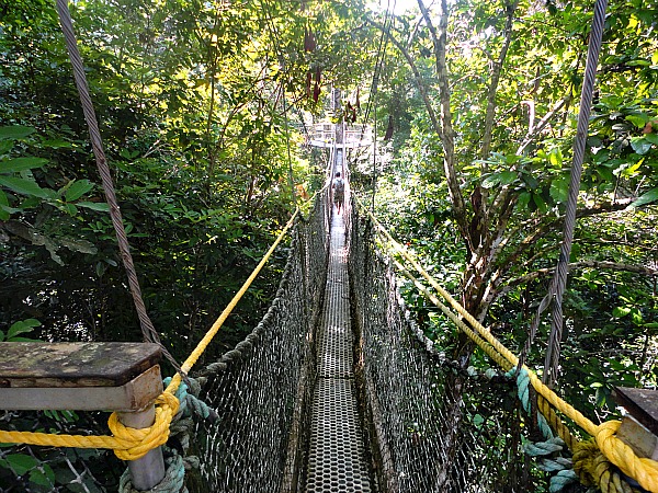 Iwokrama Rainforest Canopy Walkway