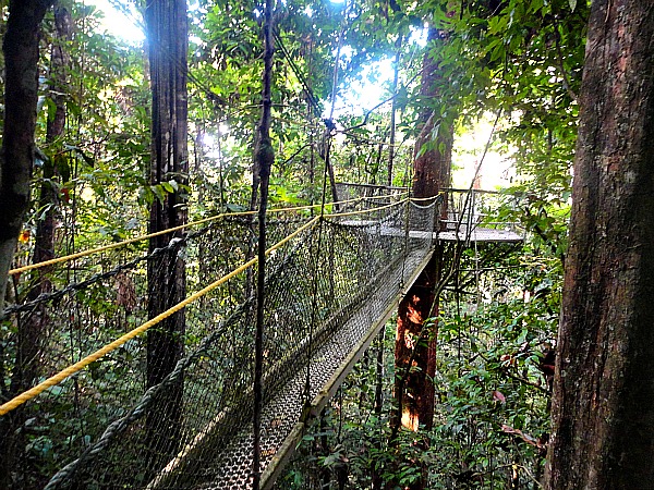 Atta Rainforest Lodge Canopy Walkway