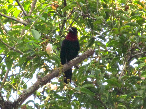 Purple throated fruitcrow Guyana