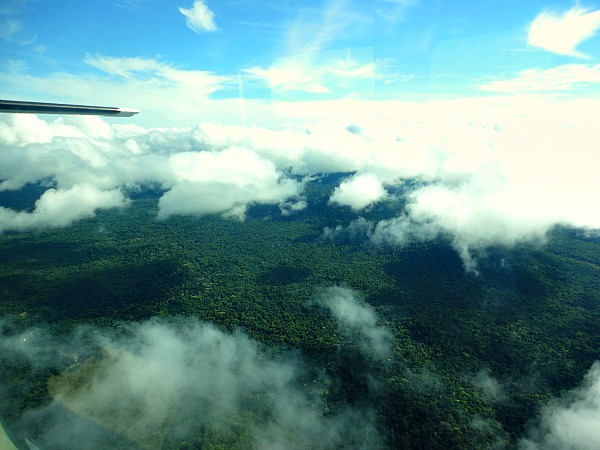 Guyana rainforest