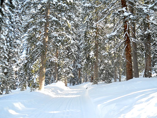 Trail going through giant pine trees covered with snow
