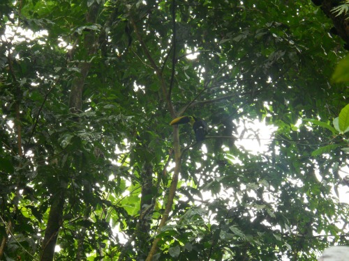 Chestnut-mandibled toucan Costa Rica