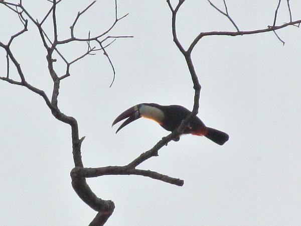 white-throated Toucan