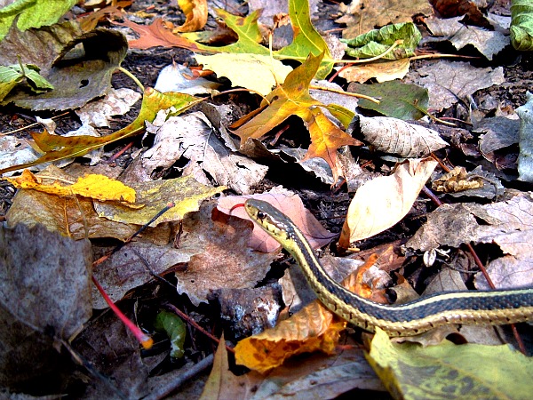 garter snake Illinois