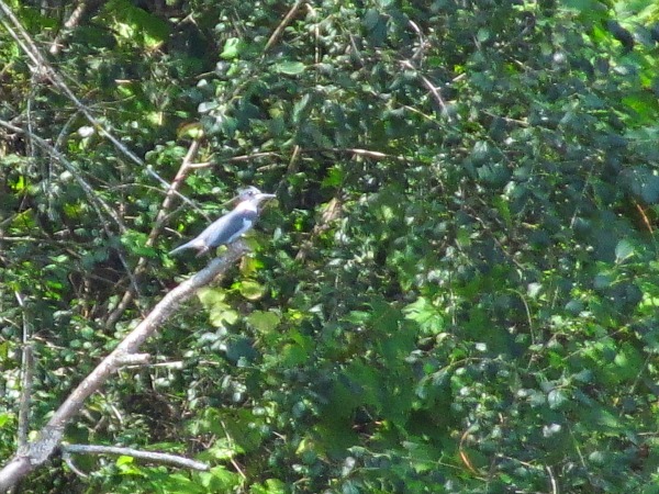 Belted kingfisher Wisconsin