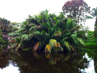 Georgetown Guyana Botanic Gardens