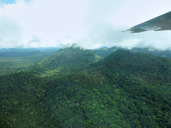 Guyana Iwokrama Rainforest