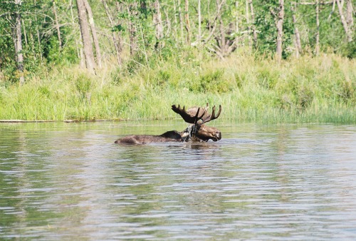 Quetico Provincial Park bull moose