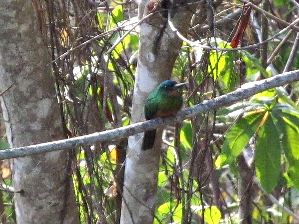 Green jacamar Guyana