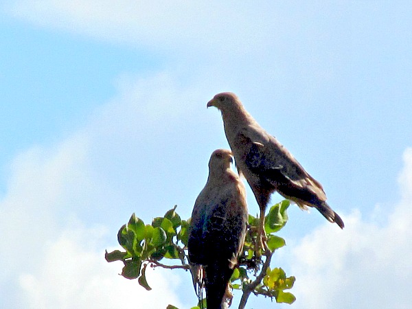 Guyana savannah hawks