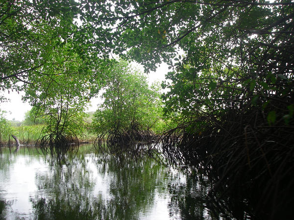 Nariva Swamp Trinidad