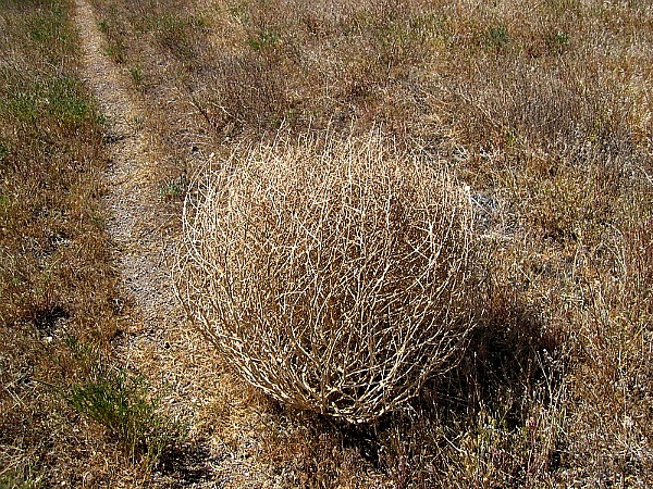 Tumbleweed Nevada