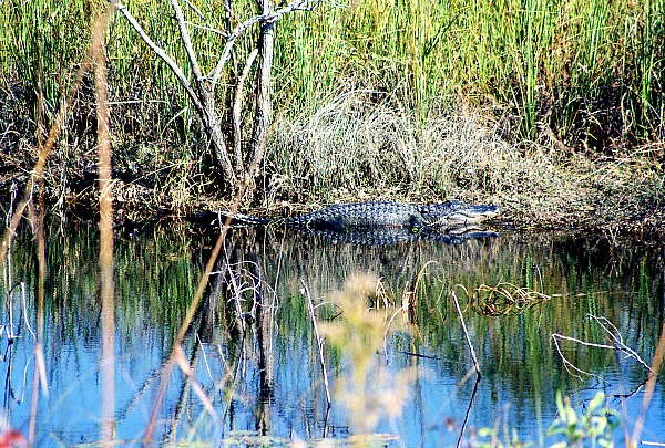 Shoreline American alligator