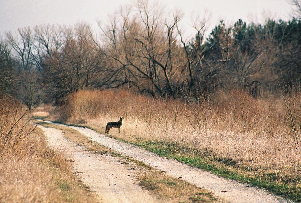 Illinois coyote