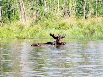 bull moose Quetico