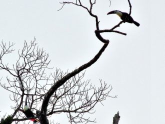 two white-throated toucans singing Guyana