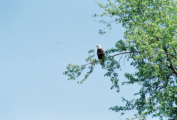 Bald eagle photo essay