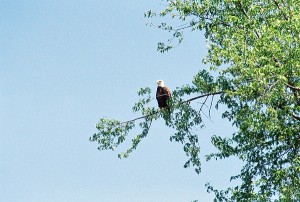 Bald eagle photo essay