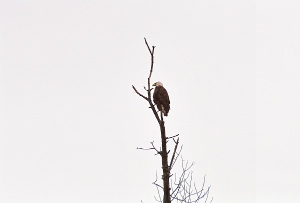 Bald eagles Wisconsin River