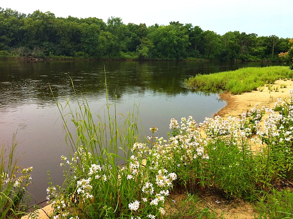 Wisconsin River wildflowers