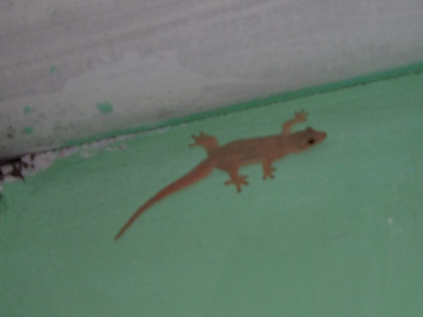 Cambodia gecko