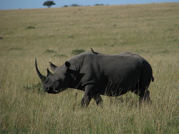 Kenya safari spots