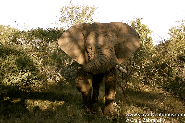 Elephant big five social media safari