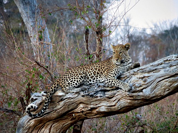 Leopard big five social media safari