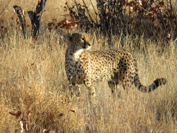 Cheetah big five social media safari