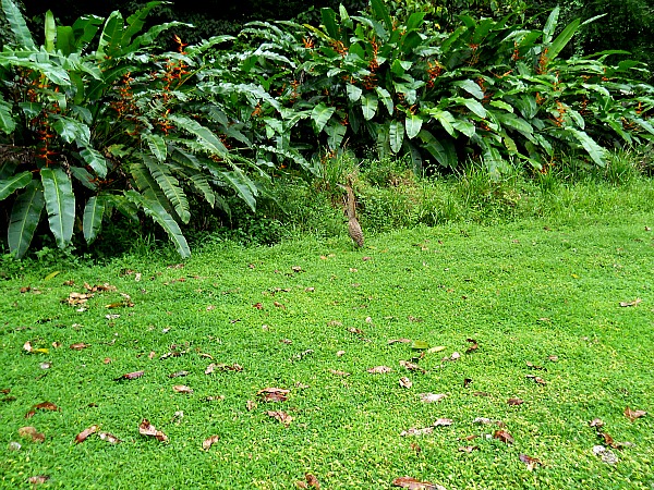 Tiger heron in Costa Rica