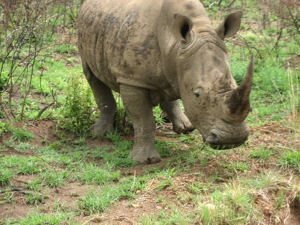 Rhino and the big five social media safari
