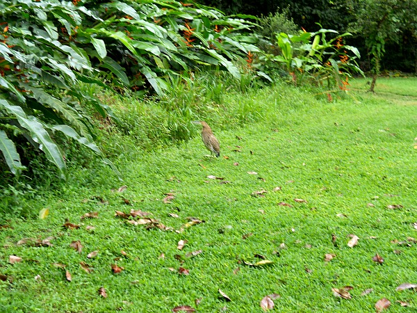 Tiger heron Costa Rica