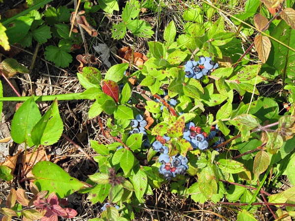 blueberries Isle Royale