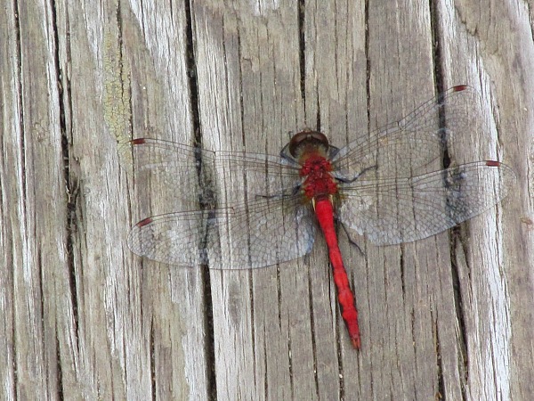 Isle Royale dragonfly
