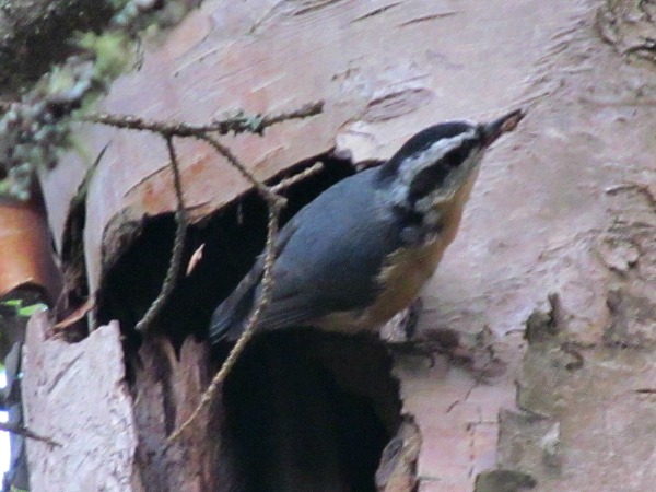 Red-breasted nuthatch Isle Royale