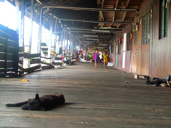 Borneo lazy dog and longhouse