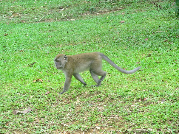 MacRitchie Park monkey