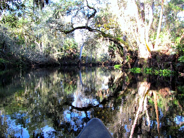 Beautiful reflection of the trees while Canoeing the Hillsborough River