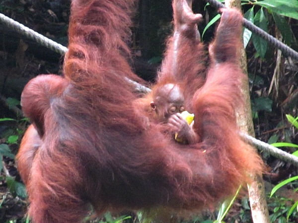 Semenggoh Borneo