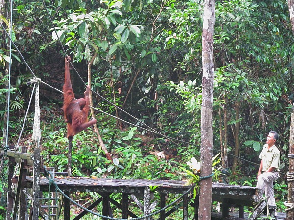 Semenggoh Wildlife Center