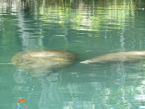 canoeing with manatees