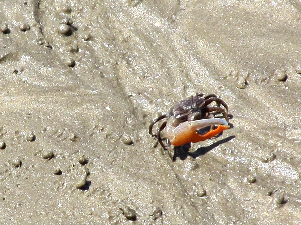Bako crab