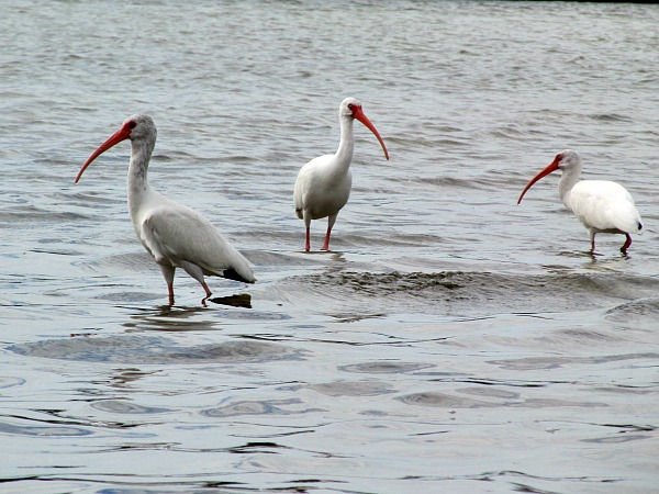 White ibis Florida
