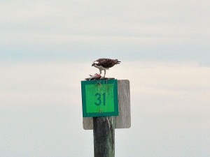Great Florida birding trail