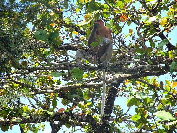 Proboscis monkey - Bako National Park