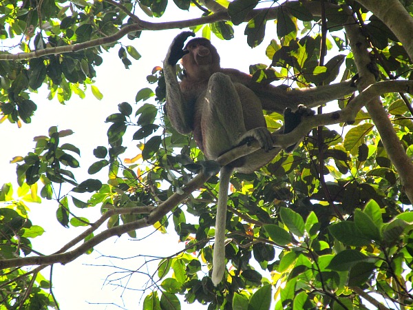 Proboscis monkey - Bako National Park