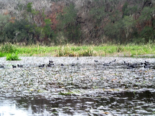 Coots Ichetucknee River Great Florida Birding Trail