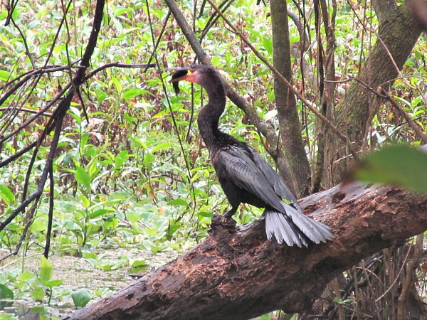 Corkscrew Swamp Sanctuary anhinga