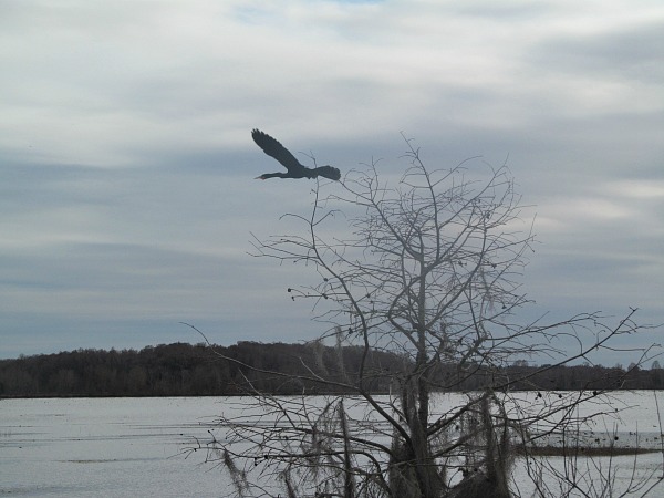 Anhinga flying Alligator Lake Recreation Area