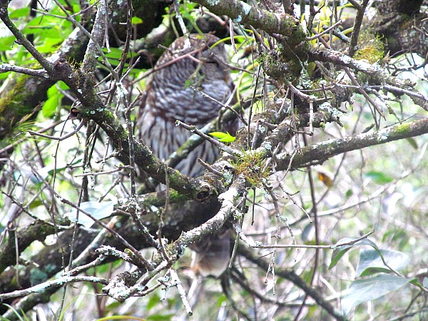 Barred owl Corkscrew Swamp